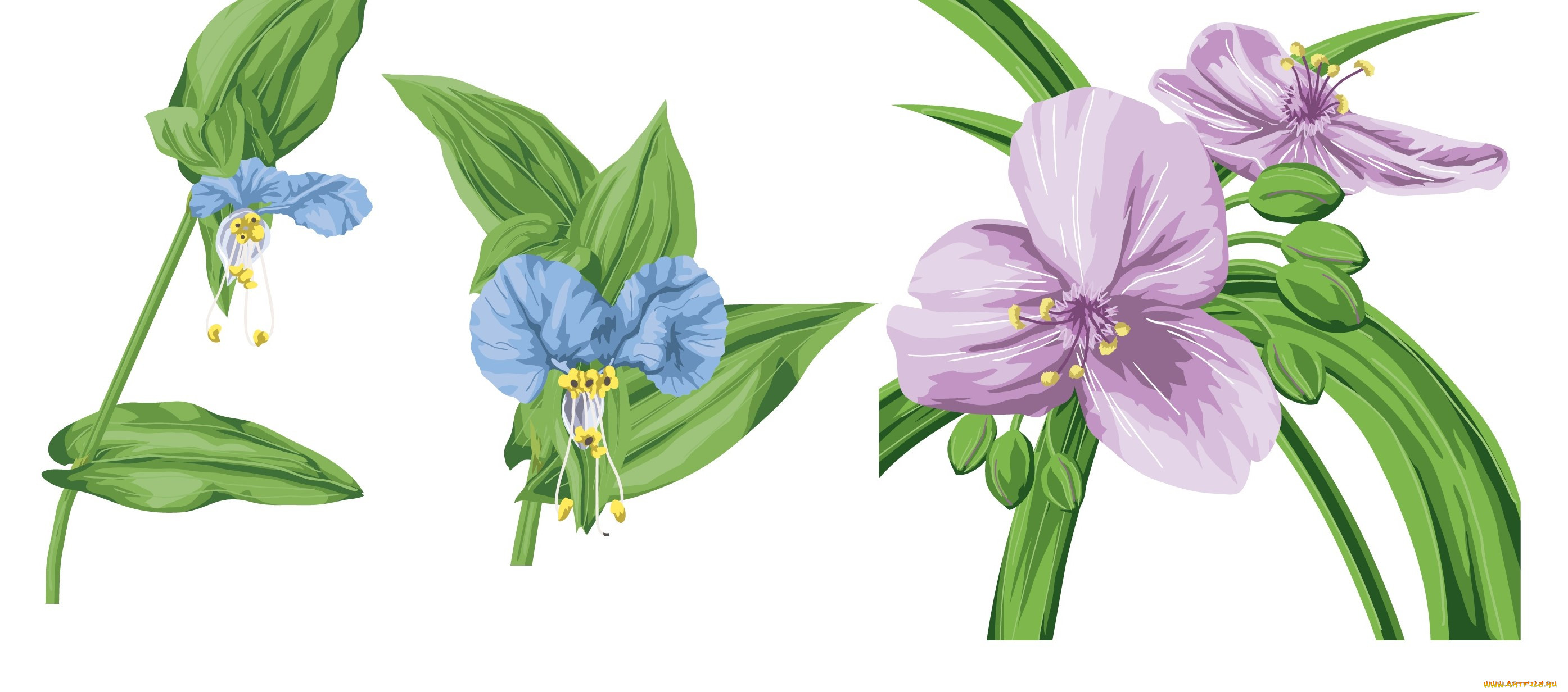  ,  , flowers, , , , 